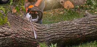 Best Seasonal Cleanup (Spring/Fall)  in Hackensack, NJ