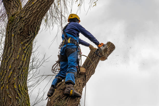 Best Tree Mulching  in Hackensack, NJ