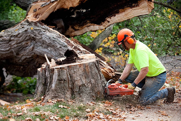 Best Tree Disease Treatment  in Hackensack, NJ