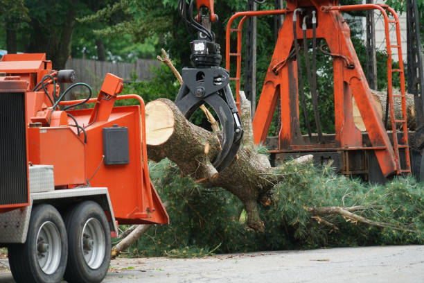 How Our Tree Care Process Works  in  Hackensack, NJ